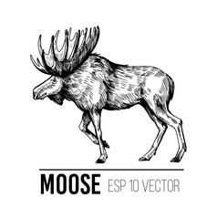 Wall Mural - moose. hand drawn illustration. vector sketch