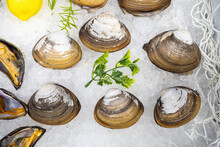 River Mussels And Oysters. Seafood Shells. Mussels On Ice With Lemon And Fishing Nets. Showcase Of Fish Sea Restaurant Concert. River Mussels With White Husks. Marine Shellfish Sale Concept