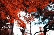 © Duncan Tian/Wirestock Creators - Selective focus shot of a red maple tree in the shrine of Ise, Japan