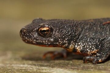 Poster - Closeup shot of a salamander juvenile