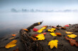 Autumn. Foggy morning at the Bagry lake in Krakow. Colorful leaves. 
Jesień. Mglisty poranek nad jeziorem Bagry w Krakowie. Kolorowe - czerwone i żółte liście, barwy jesieni. Polska