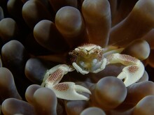 Closeup Shot Of A Crab Underwater