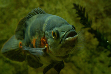 Sticker - Closeup shot of a Oscar fish underwater against a blurred background