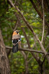 Sticker - Vertical view of a cute jay sitting on a branch with blurred background