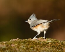 Selective Focus Shot Of A Tufted Titmouse On A Mossy Rock In A Park In Dover, Tennessee