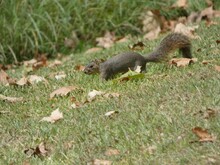 Selective Of A Fox Squirrel (Sciurus Niger) In A Park