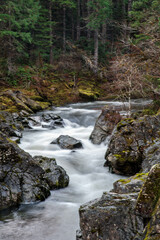  stream in the forest
