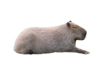 Sticker - capybara isolated on white background