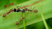Ant | Oecophylla Smaragdina | Macro
