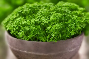 Poster - a view of green parsley, common healthy vegetable, salad ingredient