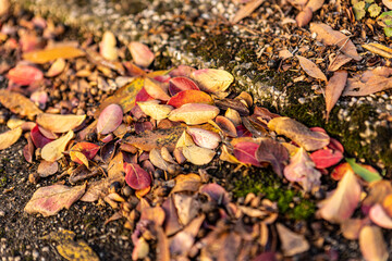 Wall Mural - Autumn leaf on the ground