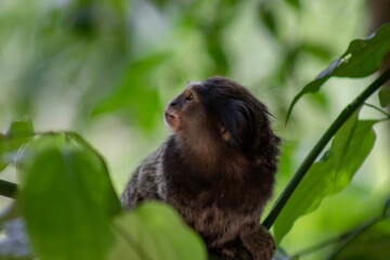 Sticker - Adorable baby monkey looking to the left with worried face on green tree