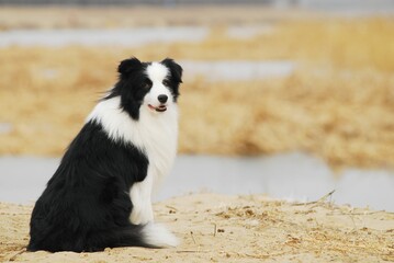 Wall Mural - Border Collie in Golden Wood