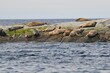 Group of brown seals lounging around on a large rock over a lake