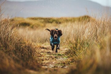 Sticker - Small wet brown dog running on a rural green field