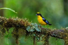 Closeup Of A Blue-winged Mountain Tanager On A Tree Branch With Green Leaves In The Background