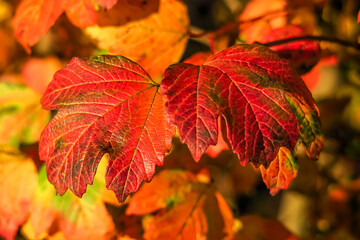 orange and red autumn leaves. beautiful autumn background