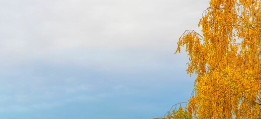 Poster - Part of yellow autumn crown of birch leaves against blue cloudy sky. Negative space on left.