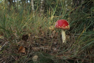 Canvas Print - Red Fly Amanita Mushroom in a forest during fall.