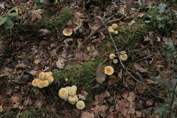 Canvas Print - Ordinary Sulfur Head Fungi