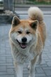 Closeup of an Akita dog looking in the camera, a vertical shot