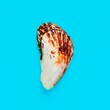 Flat Lay isolated image of a coastal seashell on a blue backgrou