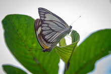 A Pair Of White Tree Nymph Butterfly (lat. Idea Leuconoe) With Green Out Of Focus Background