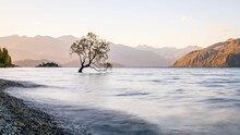 Lonely Tree In Water In Wanaka, New Zealand For Cool Background