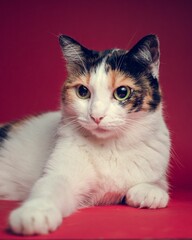 Sticker - Cute calico cat laying on the pink background