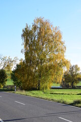 Canvas Print - gewundene Eifelstrasse im Herbst