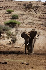 Poster - African elephant in Lewa Wildlife Conservancy, Kenya