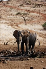 Poster - African elephant in Lewa Wildlife Conservancy, Kenya