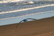 Front closeup of a seagull flying over the beach sand and blurred seascape background