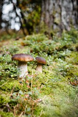 Sticker - Vertical shot of adorable brown Penny Bun mushrooms in green forest