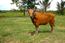 Balinese Cows (Bos Javanicus Domesticus) Is A Native Cow From Indonesia. These Cows Are Used As Beef Cattle For Meat And Working Cows For Plowing The Fields.