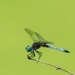 Closeup shot of a dragonfly (Anisoptera) resting on a plant isolated on an empty green background