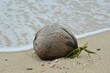 Closeup shot of a coconut washed up on a seashore