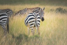 Zebras Grazing In The Field Of Savanna