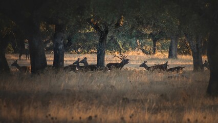 Sticker - Roe deer in the field