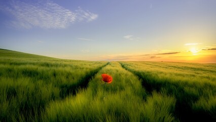 Wall Mural - Beautiful view of a red poppy flower on grass fields and sunset sky on the horizon