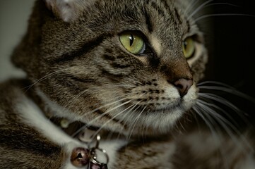 Poster - Closeup of a tabby cat with green eyes