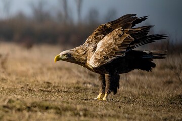 Sticker - Closeup shot of a white-tailed eagle landing on a field