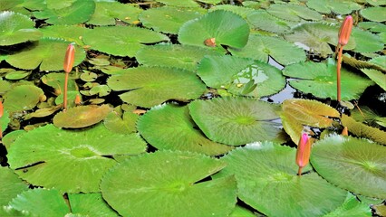 Closeup of beautiful plant of Nymphaea lotus also known as Egyptian lotus water lily etc.