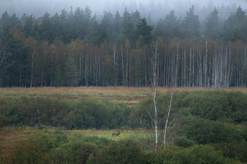 Wall Mural - Red deer during rutting time. Deer in natural. Wildlife in Europe. Animals during autumn time. 