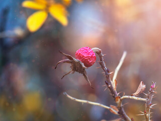 Wall Mural - Dried rose hips . Abstract natural background for various purposes.