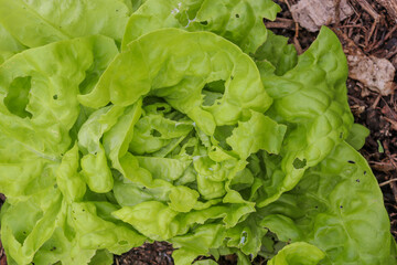 fresh lettuce in vegetable garden