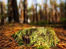 A Stump Covered With Moss In A Coniferous Forest. Bright Green Moss On The Trunk Of An Old Tree.