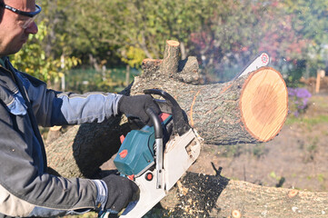 Wall Mural - A man with a chainsaw in his hands in the process of sawing a tree.