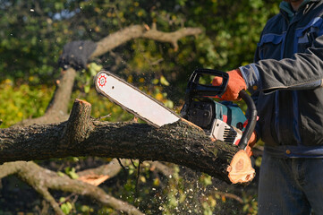 Wall Mural - A man saws a felled tree trunk with a chainsaw.