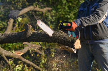 Wall Mural - A chainsaw in the hands of a man sawing a tree.